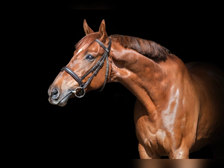 Other Breeds Gelding 12 years Chestnut in Šiauliai