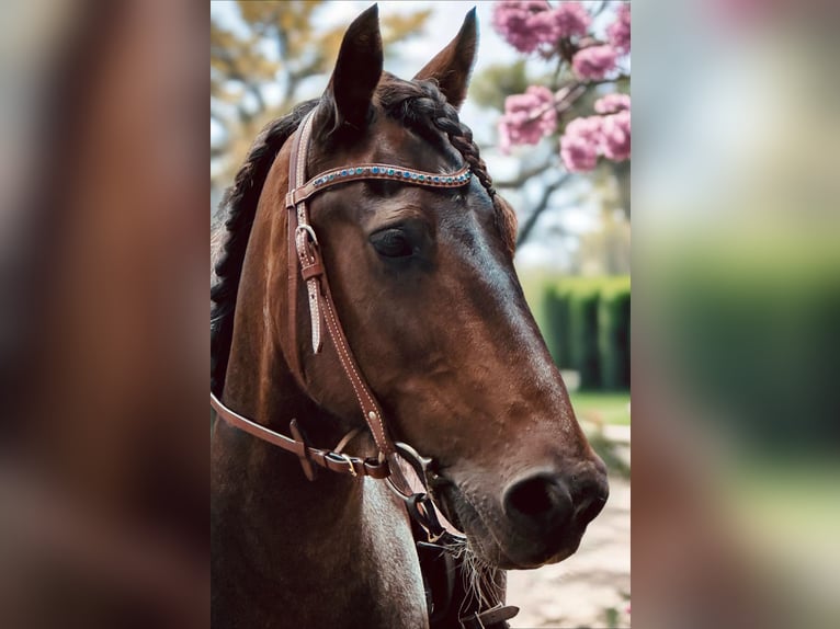 Other Breeds Mix Gelding 13 years 13,1 hh Pinto in Potsdam