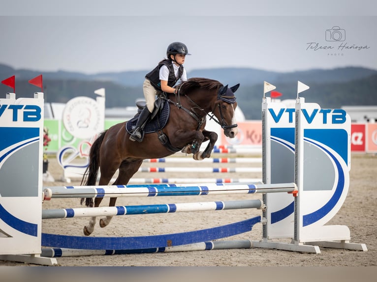 Other Breeds Gelding 13 years 13 hh Chestnut in Jicin