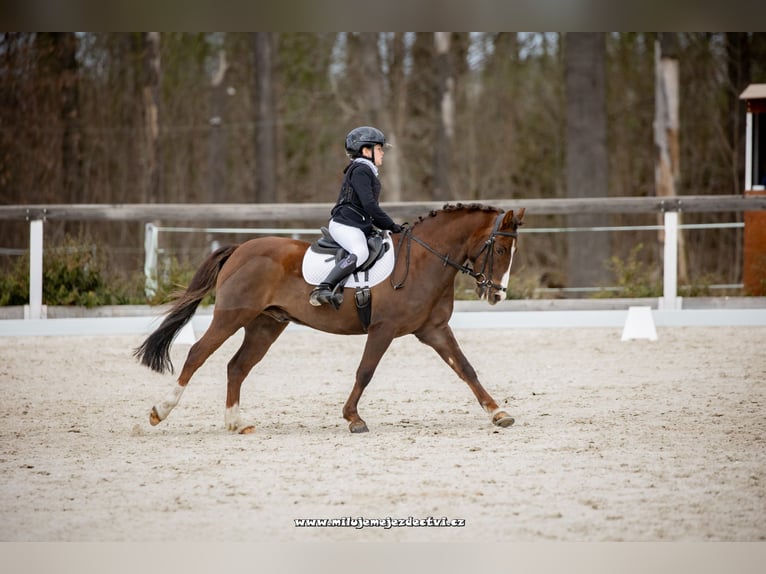 Other Breeds Gelding 13 years 13 hh Chestnut in Jicin