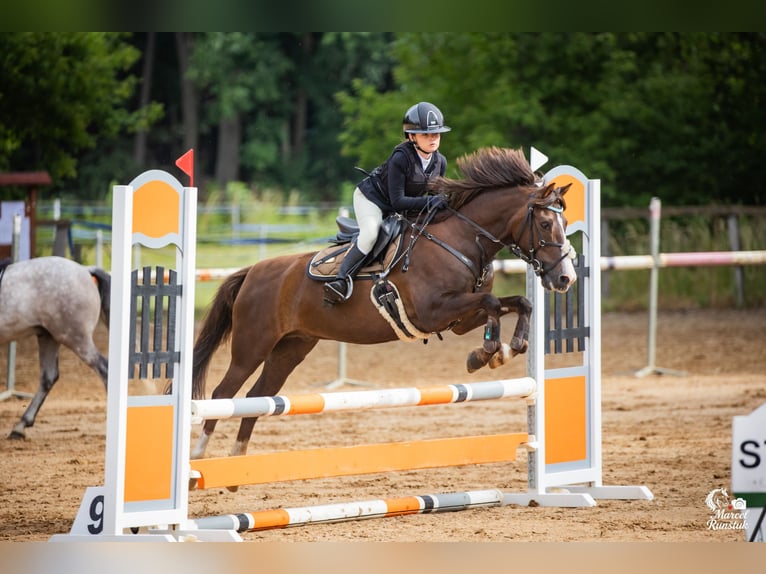 Other Breeds Gelding 13 years 13 hh Chestnut in Jicin