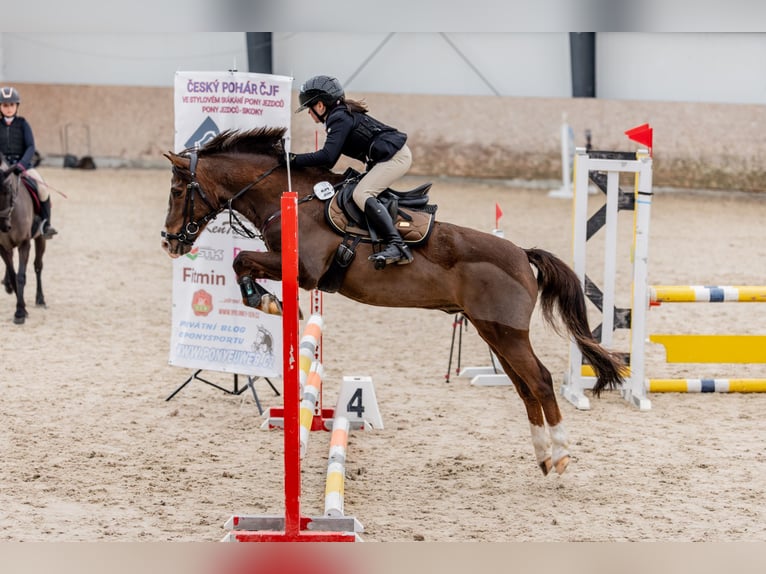 Other Breeds Gelding 13 years 13 hh Chestnut in Jicin