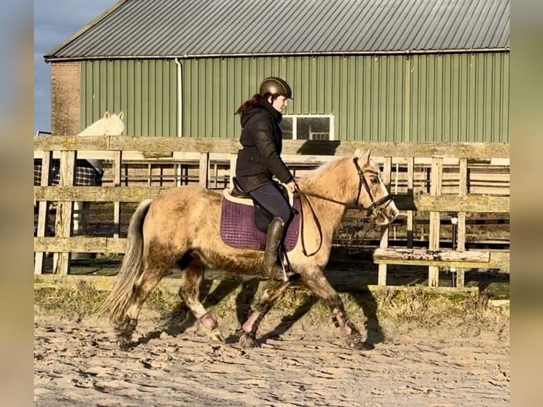 Other Breeds Gelding 13 years 13 hh Overo-all-colors in Barneveld