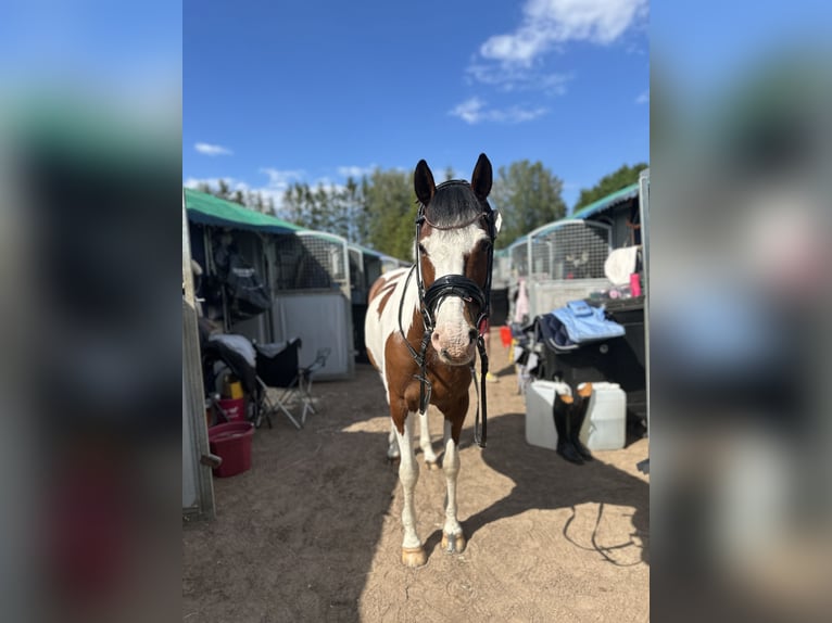 Other Breeds Gelding 13 years 14,1 hh Pinto in Lilli