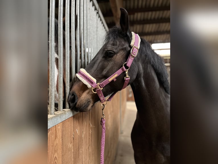 Other Breeds Gelding 13 years 14.1 hh Smoky-Black in Sachsenheim
