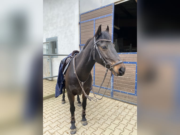 Other Breeds Gelding 13 years 14.1 hh Smoky-Black in Sachsenheim