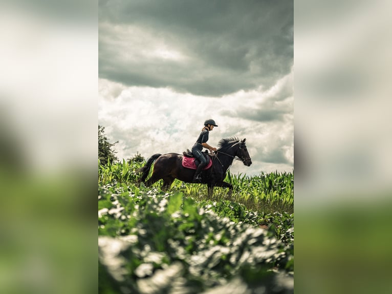 Other Breeds Gelding 13 years 14.1 hh Smoky-Black in Sachsenheim