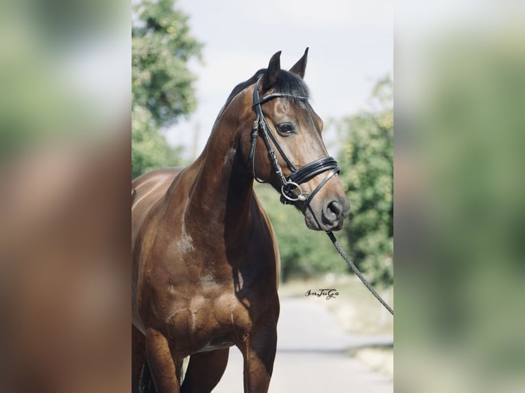 Other Breeds Gelding 13 years 14.1 hh Smoky-Black in Sachsenheim
