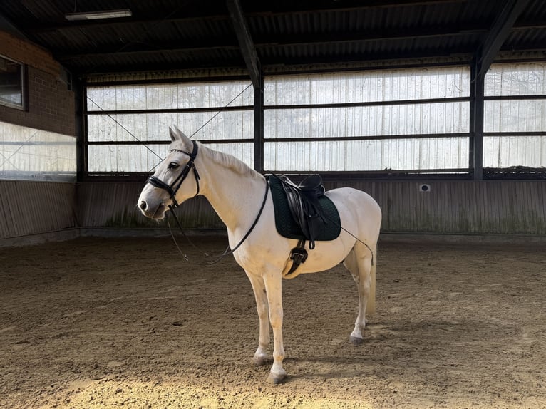 Other Breeds Gelding 13 years 14.2 hh Grey in Dormagen