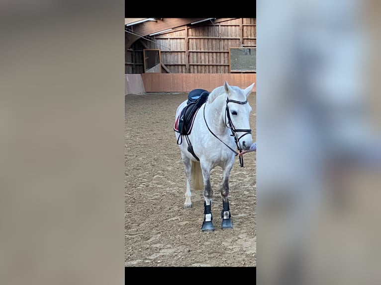 Other Breeds Gelding 13 years 14.2 hh Grey in Dormagen