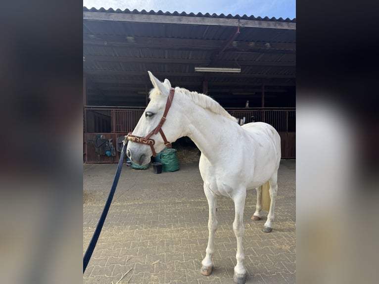 Other Breeds Gelding 13 years 14.2 hh Grey in Dormagen