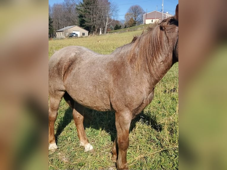 Other Breeds Mix Gelding 13 years 14 hh Roan-Red in Somerset