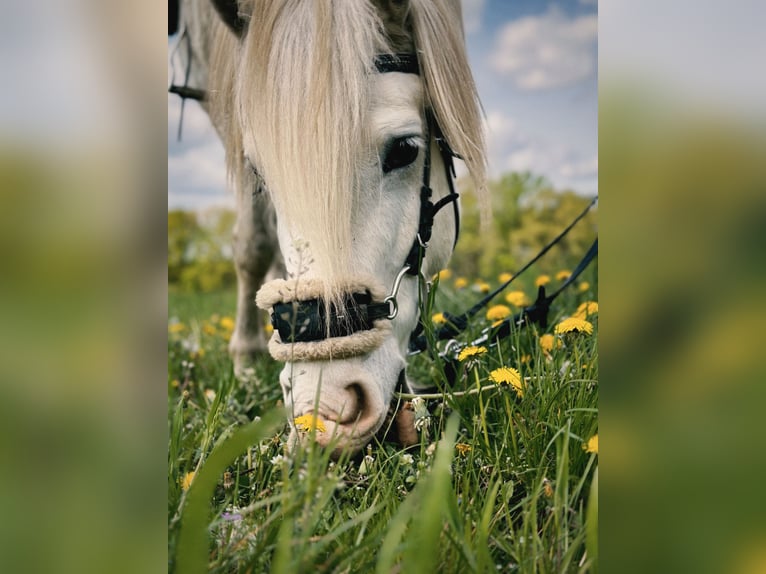Other Breeds Mix Gelding 13 years 14,2 hh White in Swalmen