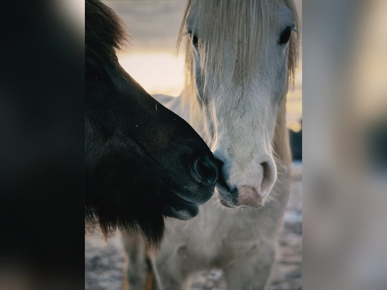 Other Breeds Mix Gelding 13 years 14,2 hh White in Swalmen