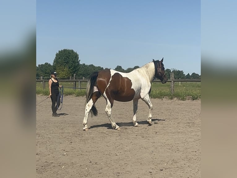 Other Breeds Gelding 13 years 15.1 hh Pinto in Nuthe-Urstromtal
