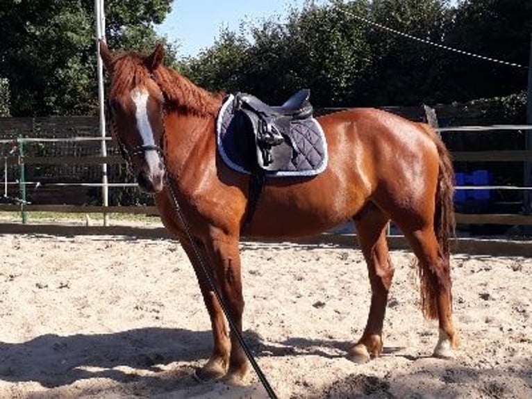 Other Breeds Mix Gelding 13 years 15,2 hh Chestnut-Red in Herzogenrath