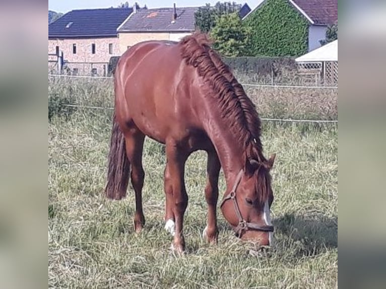 Other Breeds Mix Gelding 13 years 15,2 hh Chestnut-Red in Herzogenrath