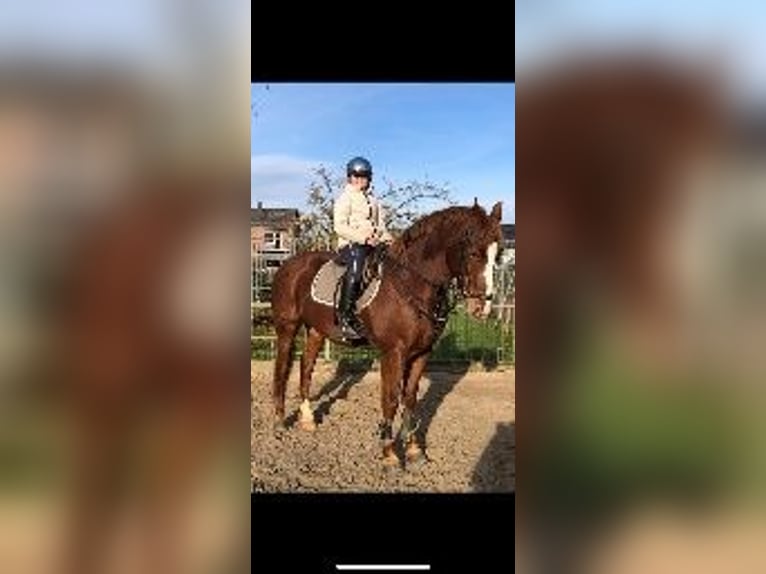 Other Breeds Mix Gelding 13 years 15,2 hh Chestnut-Red in Herzogenrath