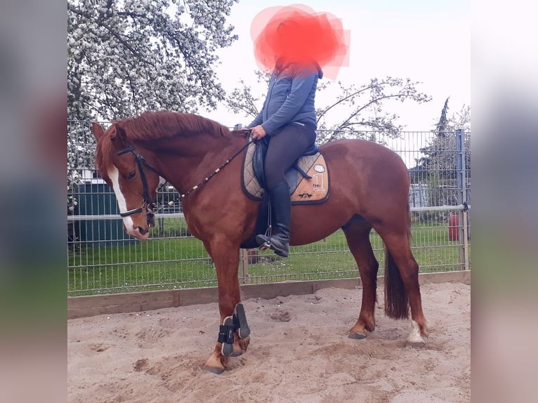 Other Breeds Mix Gelding 13 years 15,2 hh Chestnut-Red in Herzogenrath