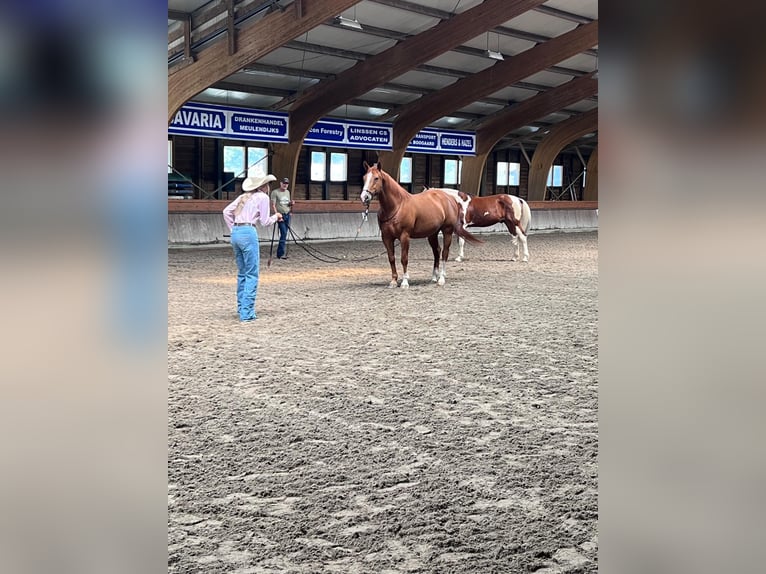 Other Breeds Gelding 13 years 15.2 hh Chestnut-Red in Geldrop