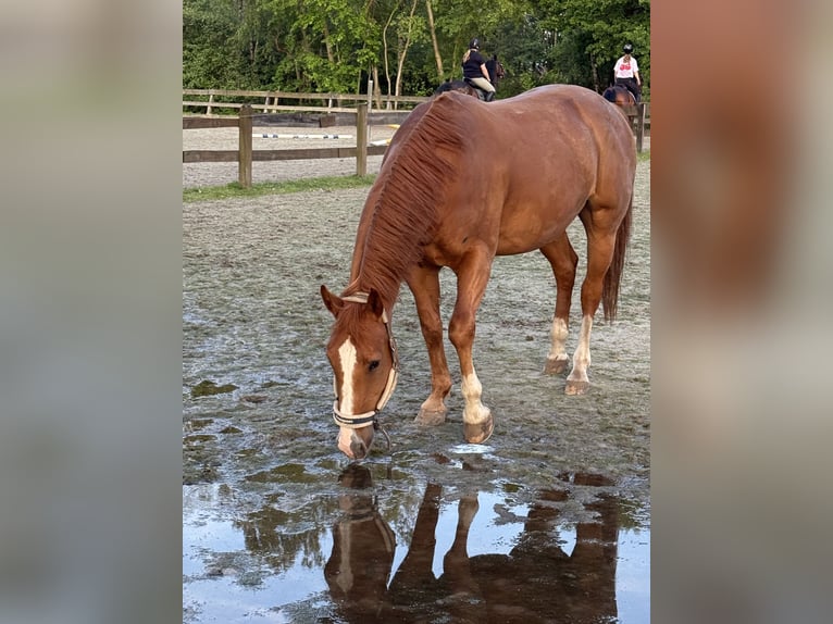 Other Breeds Gelding 13 years 15.2 hh Chestnut-Red in Geldrop
