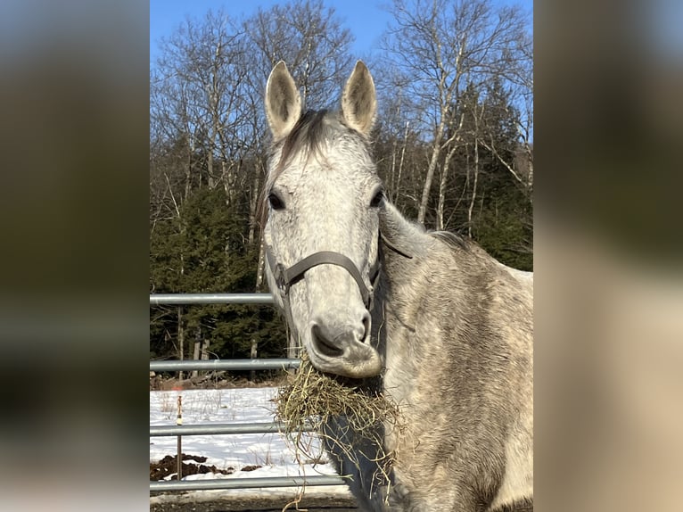 Other Breeds Gelding 13 years 15 hh Gray-Dapple in Greenfield