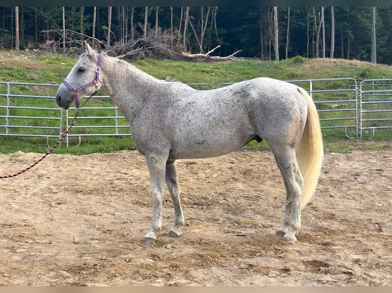 Other Breeds Gelding 13 years 15 hh Gray-Dapple in Greenfield