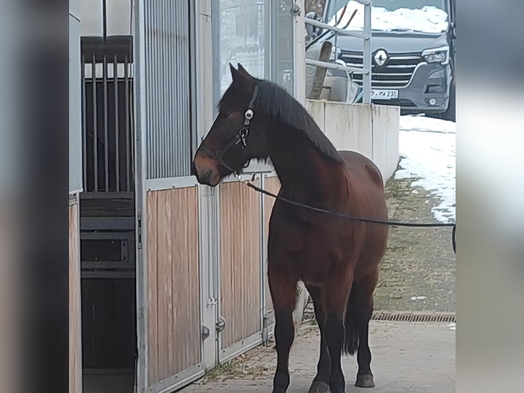 Other Breeds Gelding 13 years 15,2 hh Brown in Lage