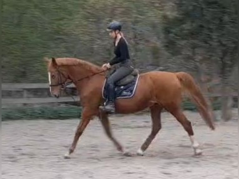 Other Breeds Gelding 13 years 16.1 hh Chestnut-Red in Wendeburg
