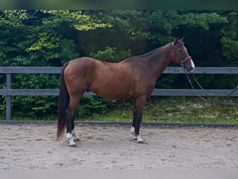 Other Breeds Mix Gelding 13 years 16 hh Bay in Peterborough