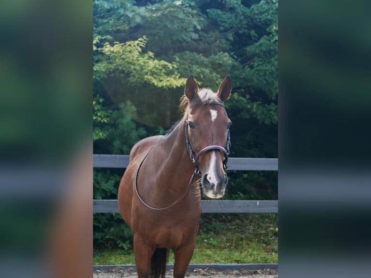 Other Breeds Mix Gelding 13 years 16 hh Bay in Peterborough