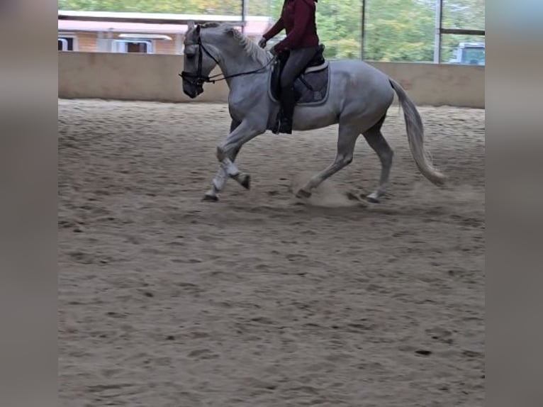 Other Breeds Gelding 13 years 16 hh in Schwäbisch Gmünd