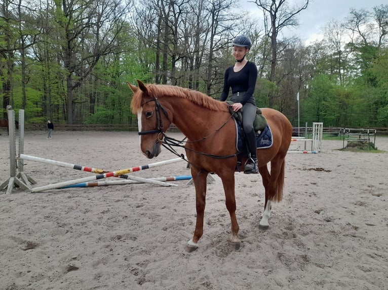 Other Breeds Gelding 13 years 16,1 hh Chestnut-Red in Wendeburg