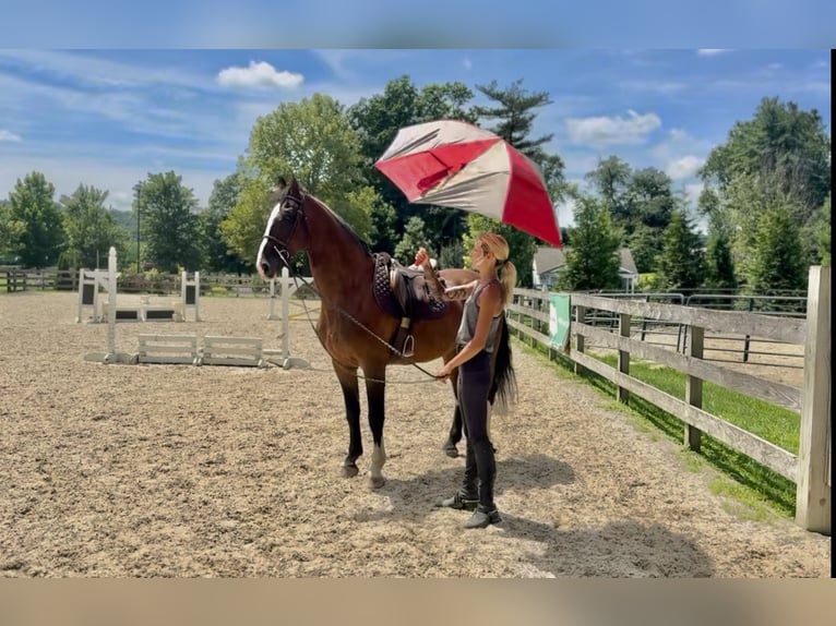 Other Breeds Gelding 13 years Bay in Gap Other Breeds Gelding 13 years Bay in Gap