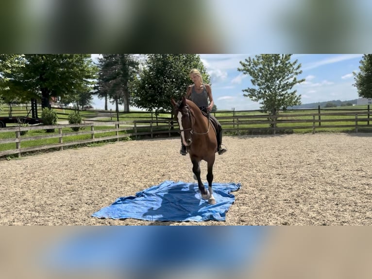 Other Breeds Gelding 13 years Bay in Gap Other Breeds Gelding 13 years Bay in Gap