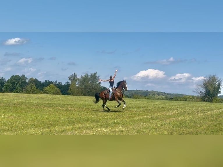 Other Breeds Gelding 13 years Bay in Gap Other Breeds Gelding 13 years Bay in Gap