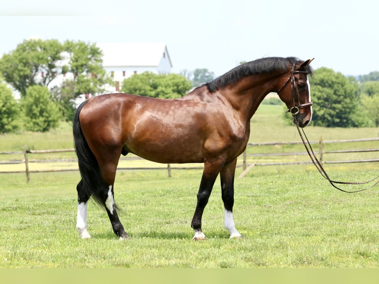 Other Breeds Gelding 13 years Bay in Gap Other Breeds Gelding 13 years Bay in Gap