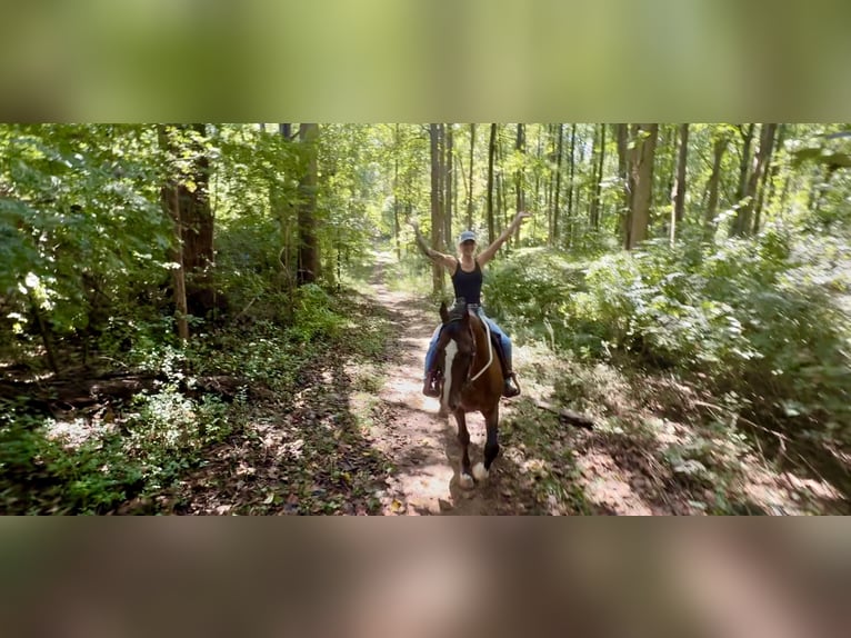 Other Breeds Gelding 13 years Bay in Gap Other Breeds Gelding 13 years Bay in Gap