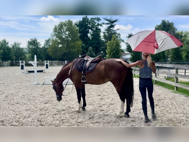 Other Breeds Gelding 13 years Bay in Gap Other Breeds Gelding 13 years Bay in Gap