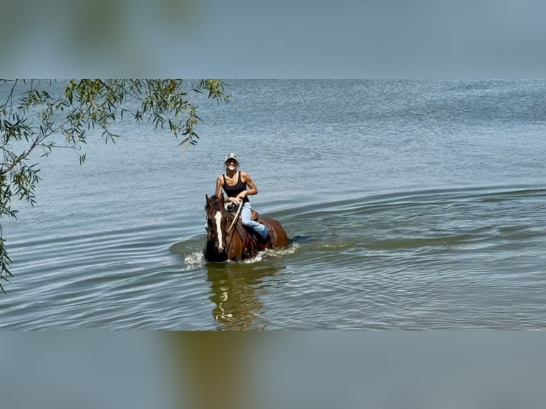 Other Breeds Gelding 13 years Bay in Gap Other Breeds Gelding 13 years Bay in Gap