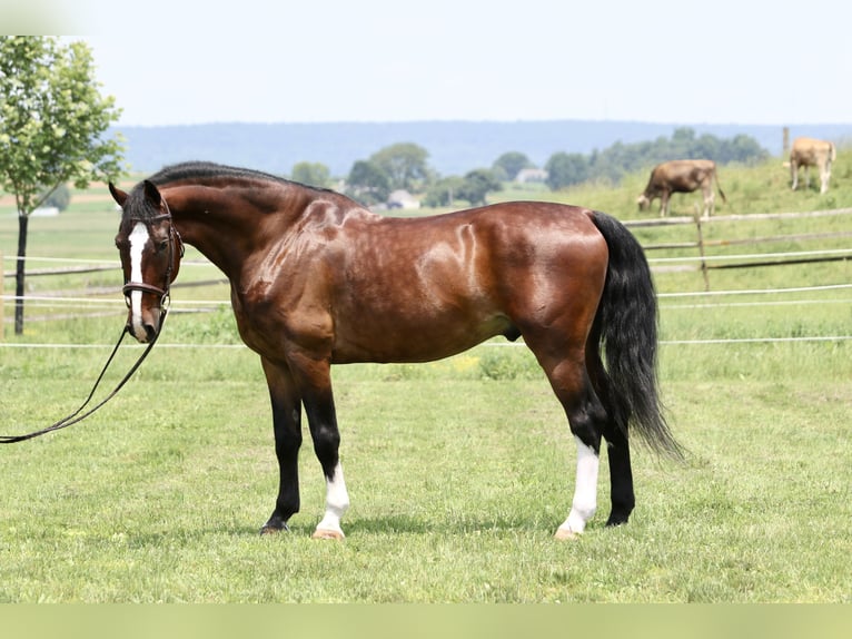 Other Breeds Gelding 13 years Bay in Gap Other Breeds Gelding 13 years Bay in Gap