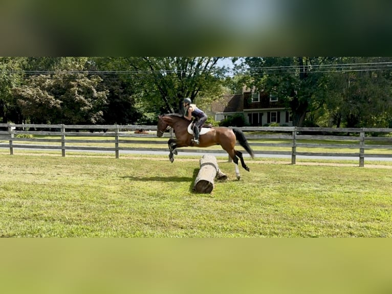 Other Breeds Gelding 13 years Bay in Gap Other Breeds Gelding 13 years Bay in Gap