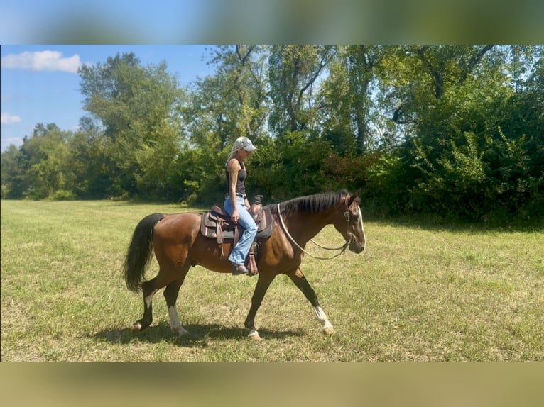 Other Breeds Gelding 13 years Bay in Gap Other Breeds Gelding 13 years Bay in Gap