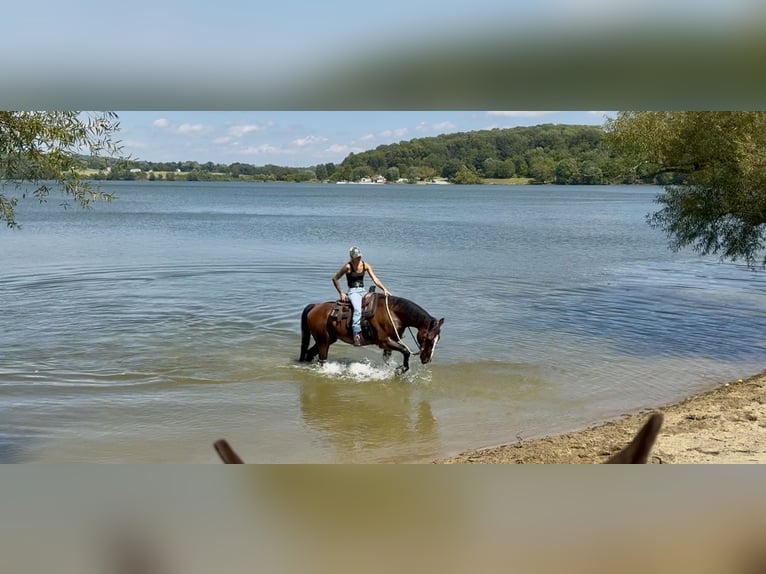 Other Breeds Gelding 13 years Bay in Gap