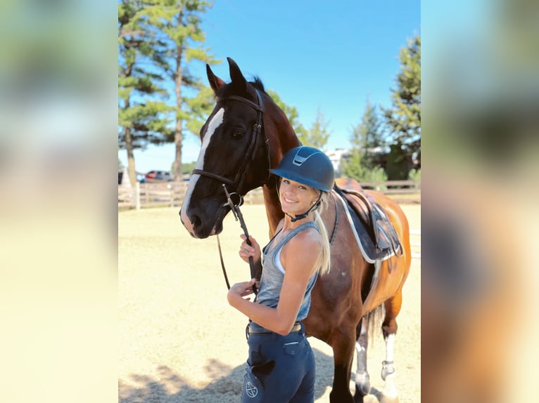 Other Breeds Gelding 13 years Bay in Gap