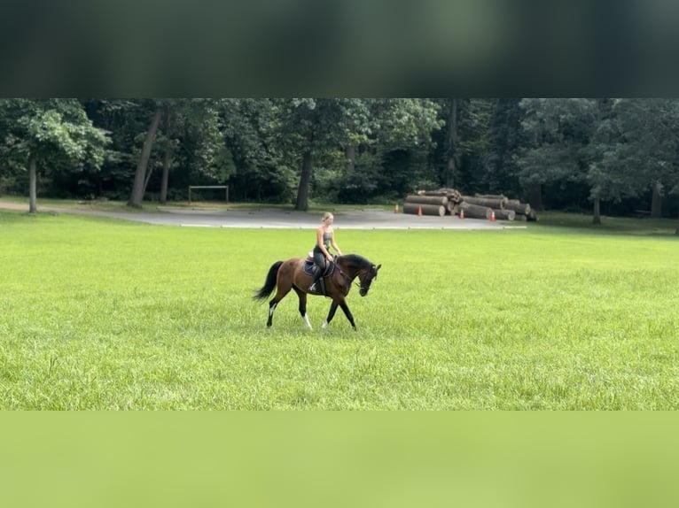 Other Breeds Gelding 13 years Bay in Gap
