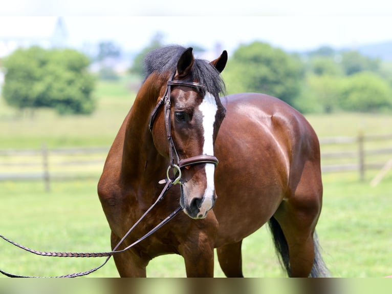 Other Breeds Gelding 13 years Bay in Gap