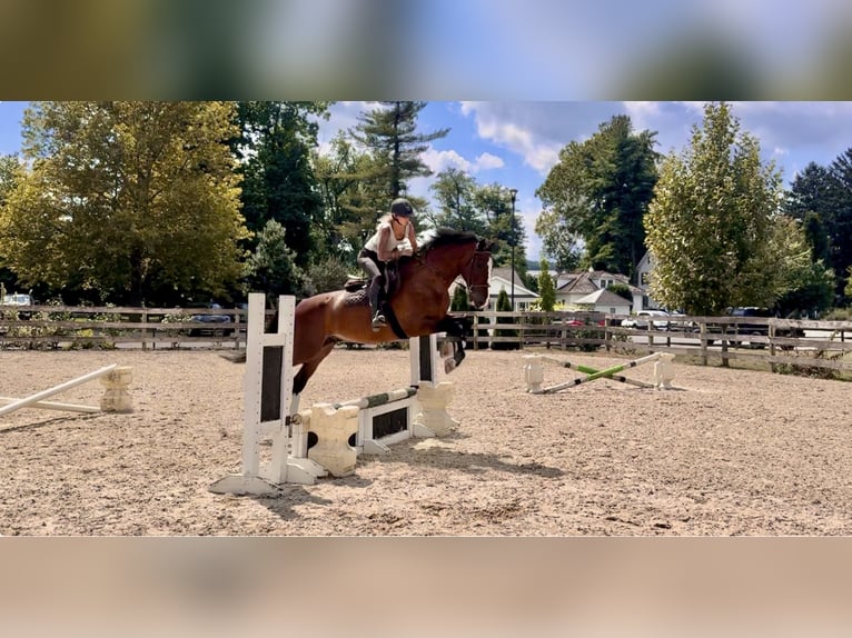 Other Breeds Gelding 13 years Bay in Gap