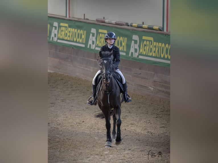 Other Breeds Gelding 13 years Brown in Castiglione d&#x27;Adda
