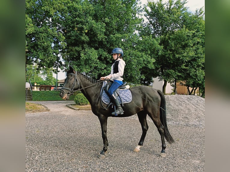 Other Breeds Gelding 13 years Brown in Castiglione d&#x27;Adda